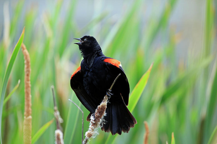 Red-winged Blackbird at Miners Marsh, Nova Scotia Photograph by Gary Corbett