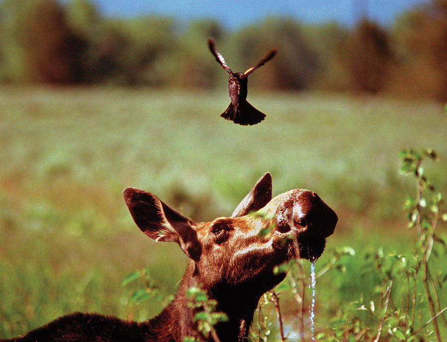 Red-Winged Blackbird Attacking Moose Photograph by Ted Keller