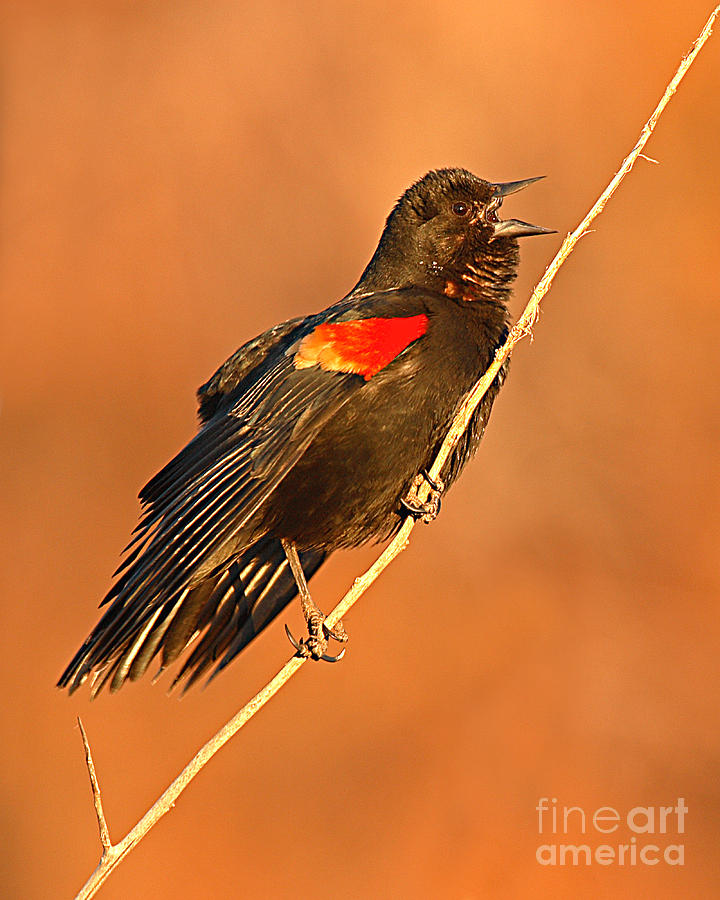 Red-winged Blackbird Belting Out Spring Song Photograph by Max Allen
