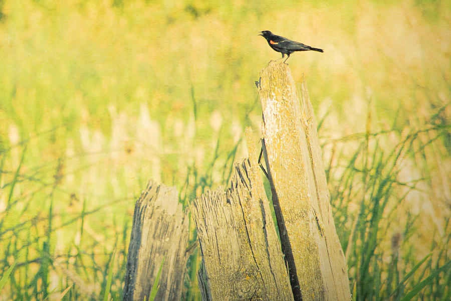 Red-Winged Blackbird Photograph by Bonnie Bruno