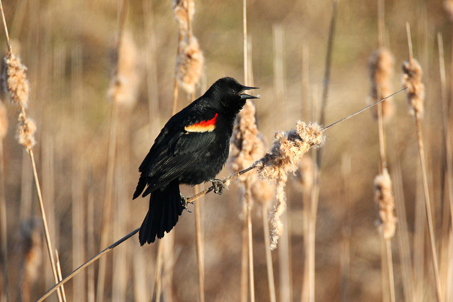Red Winged Blackbird Photograph by Brook Burling