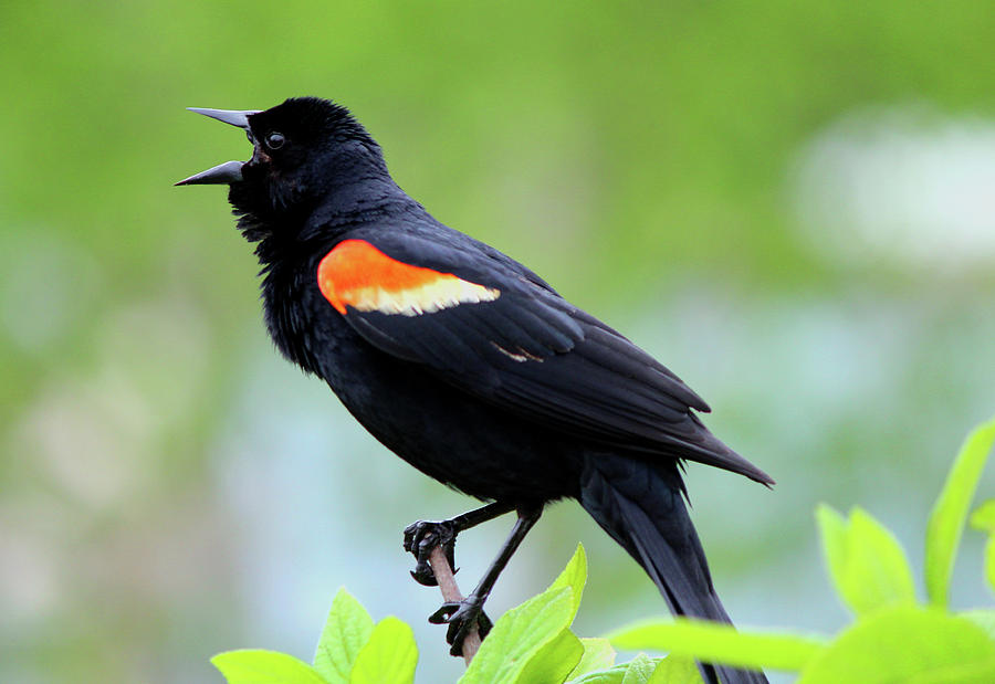 Red-winged Blackbird Calling Photograph