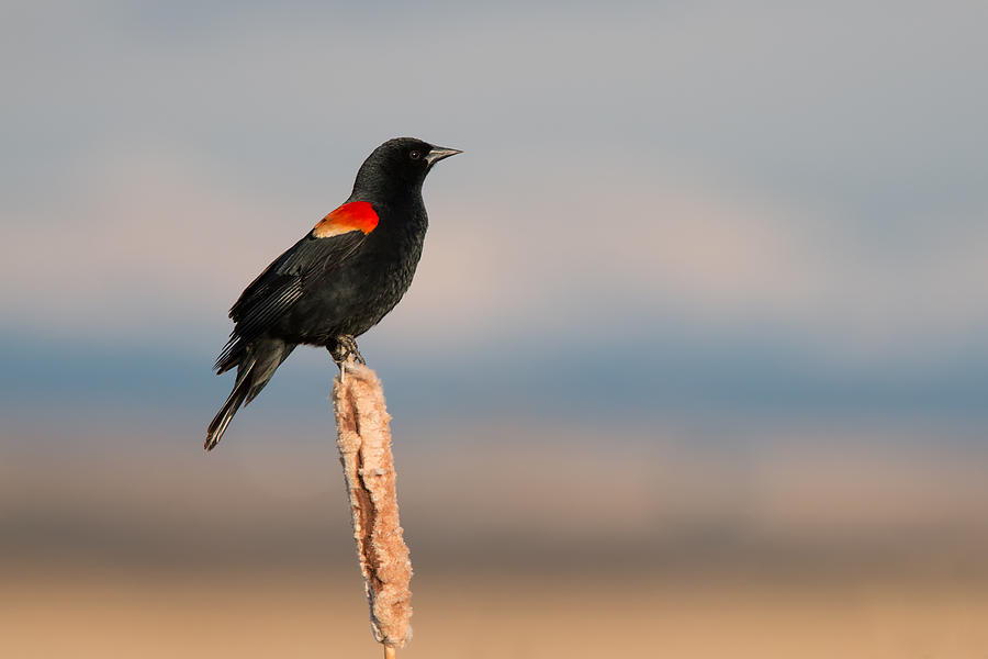 Red-winged Blackbird Photograph by Celine Pollard