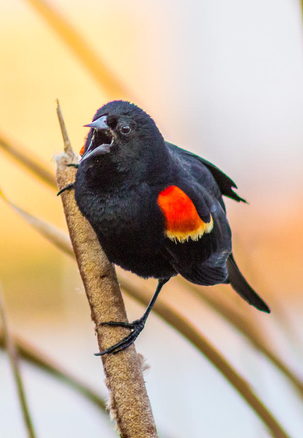 Red-Winged Blackbird Photograph by Christopher Nelms - Fine Art America
