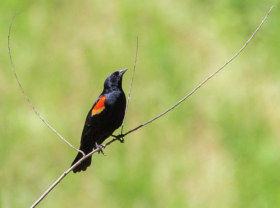 Red-winged Blackbird Photograph by Christy Cox