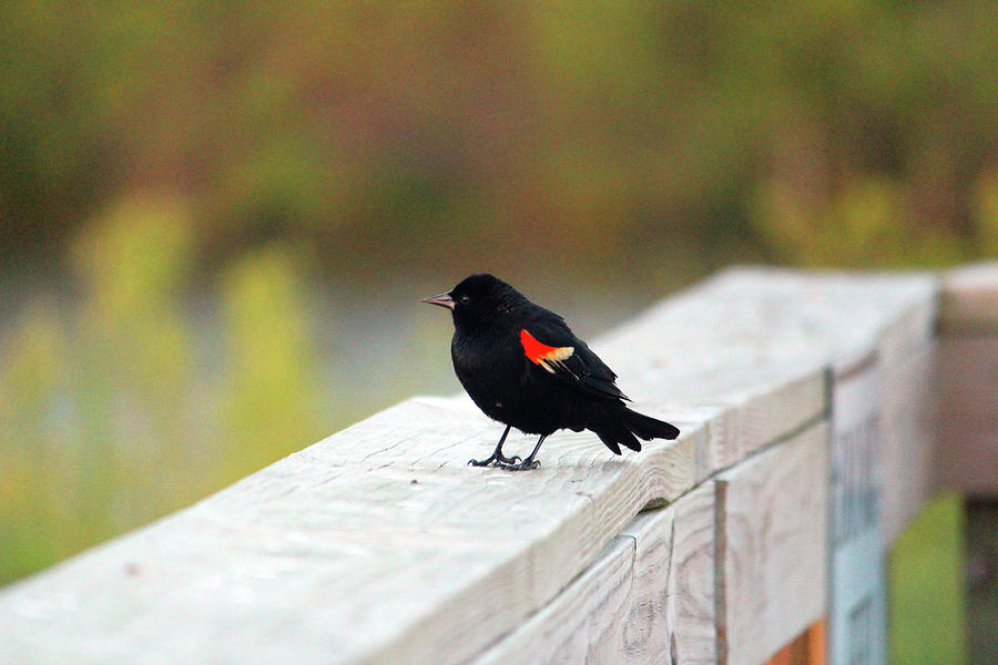 Red Winged Blackbird Photograph by Cynthia Guinn