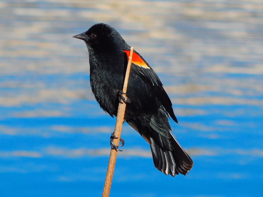 Red-winged Blackbird Photograph by Dan Miller