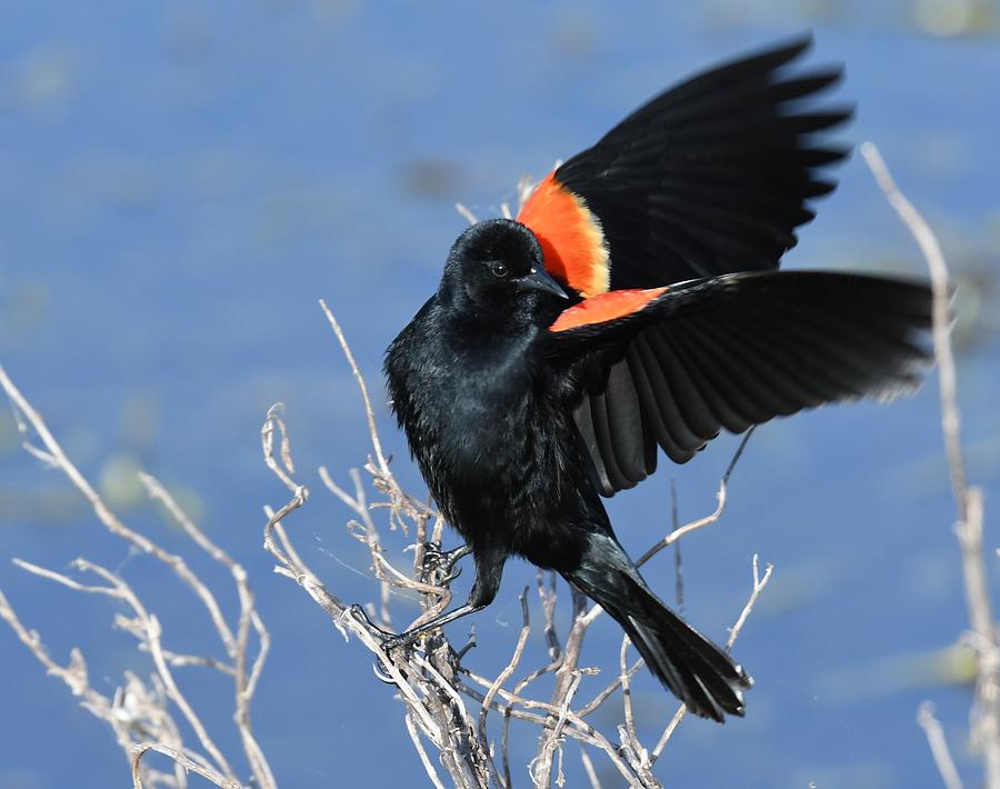 Red-winged Blackbird Photograph by David Campione