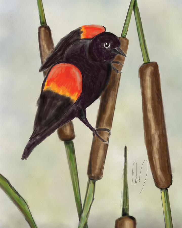 Red Winged Blackbird Drawing by David Doucette Fine Art America