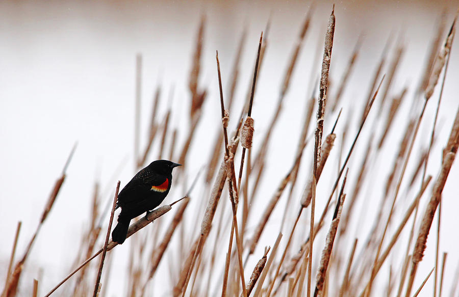 Blackbird Photograph - Red Winged Blackbird by Debbie Oppermann