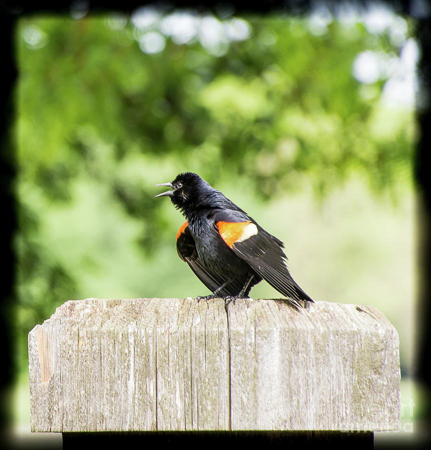 Red-winged Blackbird Photograph by Deborah Klubertanz