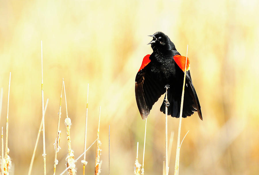 Red Winged Blackbird Photograph by Dennis Hammer