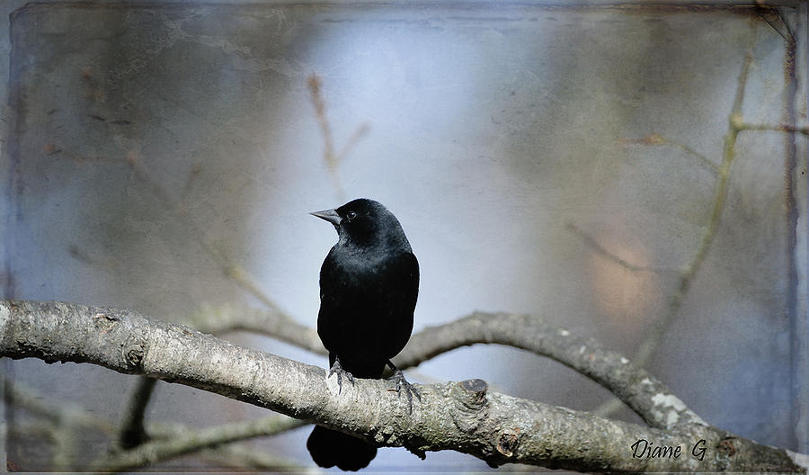 Red-winged Blackbird Photograph by Diane Giurco