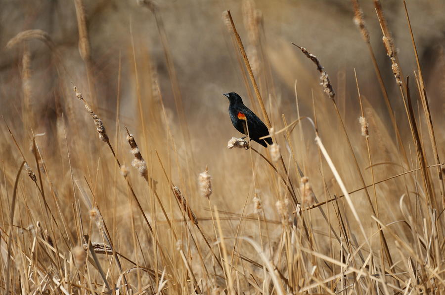 Blackbird Photograph - Red Winged Blackbird by Ernest Echols