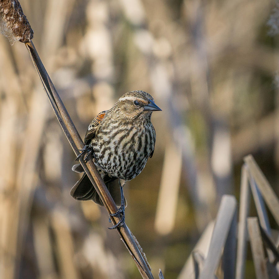 Red-Winged Blackbird-Female Photograph by Ken Stanback