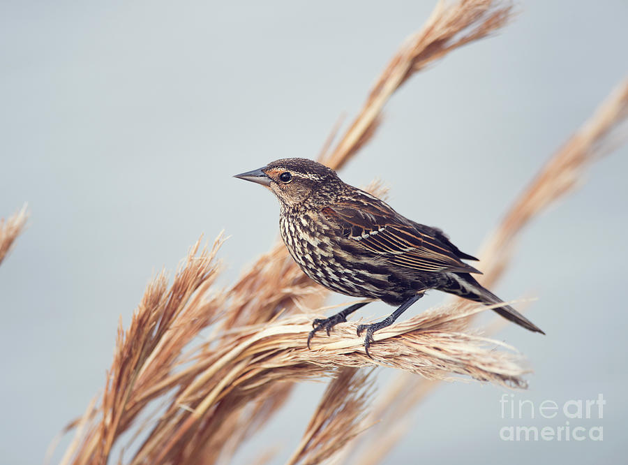 Red Winged Blackbird Female Photograph By Svetlana Foote Fine Art America   Red Winged Blackbird Female Svetlana Foote 