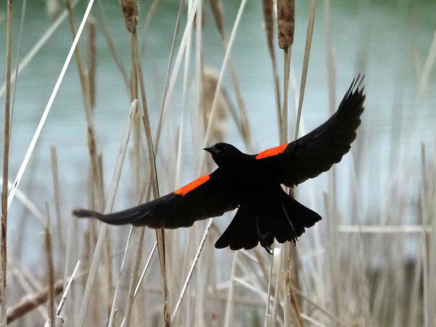 Red-Winged Blackbird I Photograph by C H Apperson