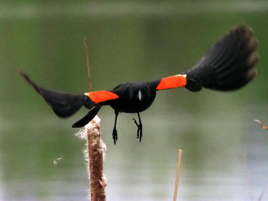 Red-Winged Blackbird II Photograph by C H Apperson
