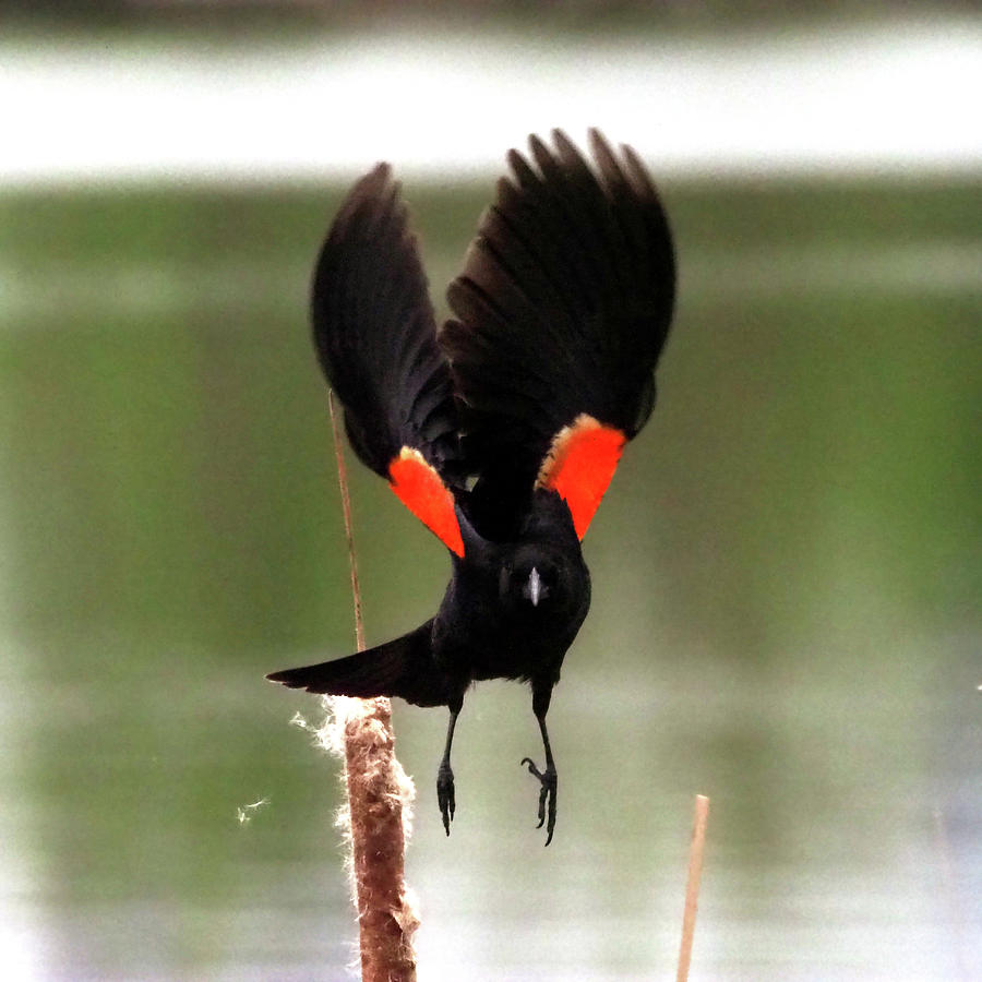 Red-Winged Blackbird III Photograph by C H Apperson