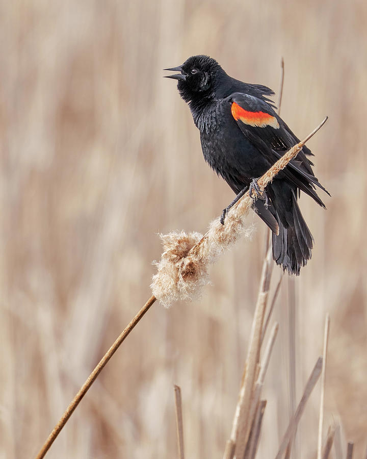 Male Red-winged blackbird in a Minnesota marsh Photograph by Jim Hughes