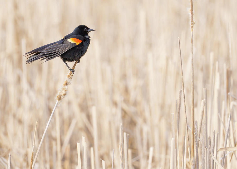 Blackbird Photograph - Red-winged blackbird in a Minnesota wetland by Jim Hughes