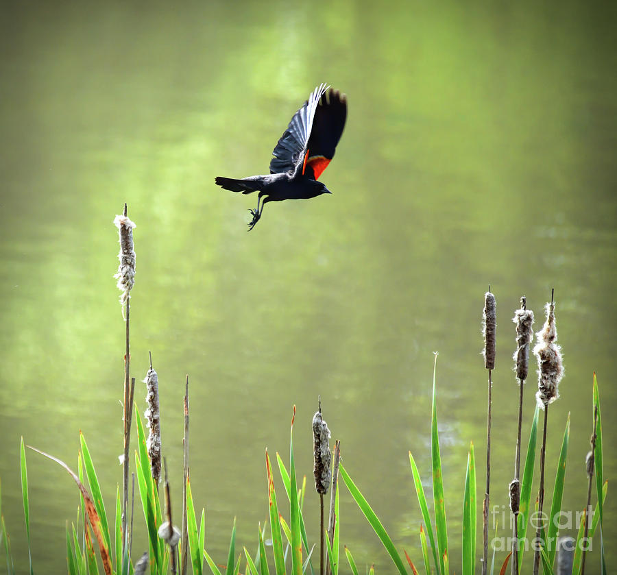 Red-winged Blackbird In Flight Photograph by Kerri Farley