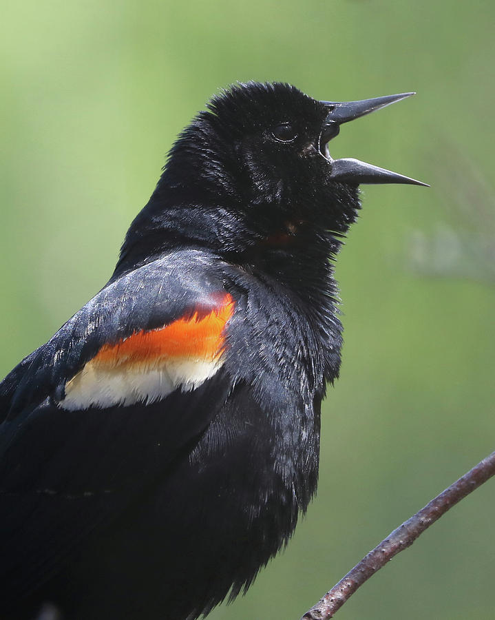 Red-winged Blackbird in full song Photograph by Doris Potter
