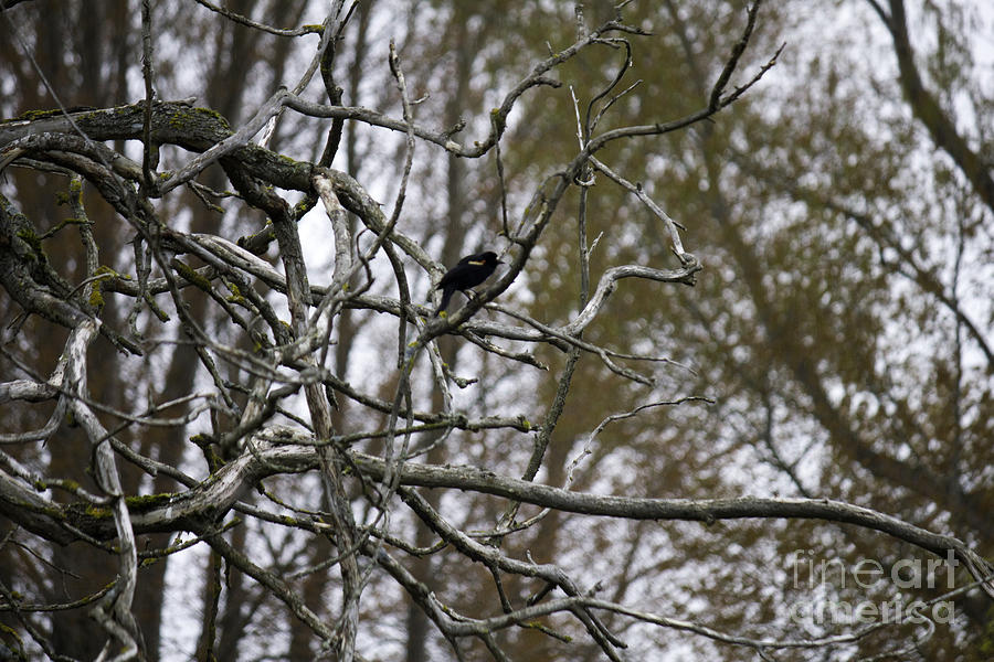 Red winged blackbird in tree Photograph by Donna L Munro