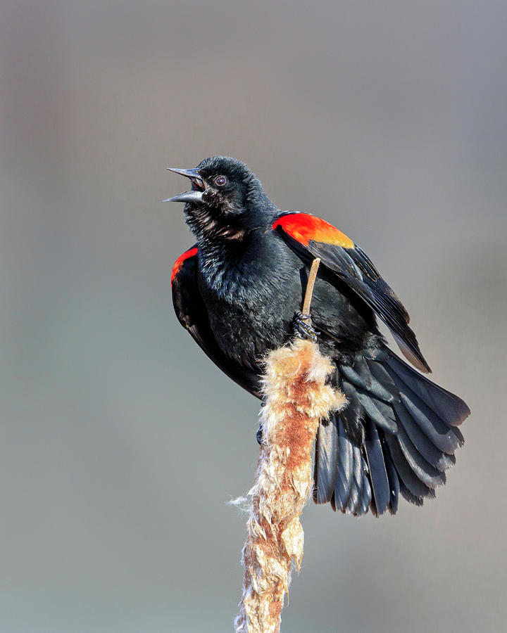 Red-Winged Blackbird Photograph by Jack Bell