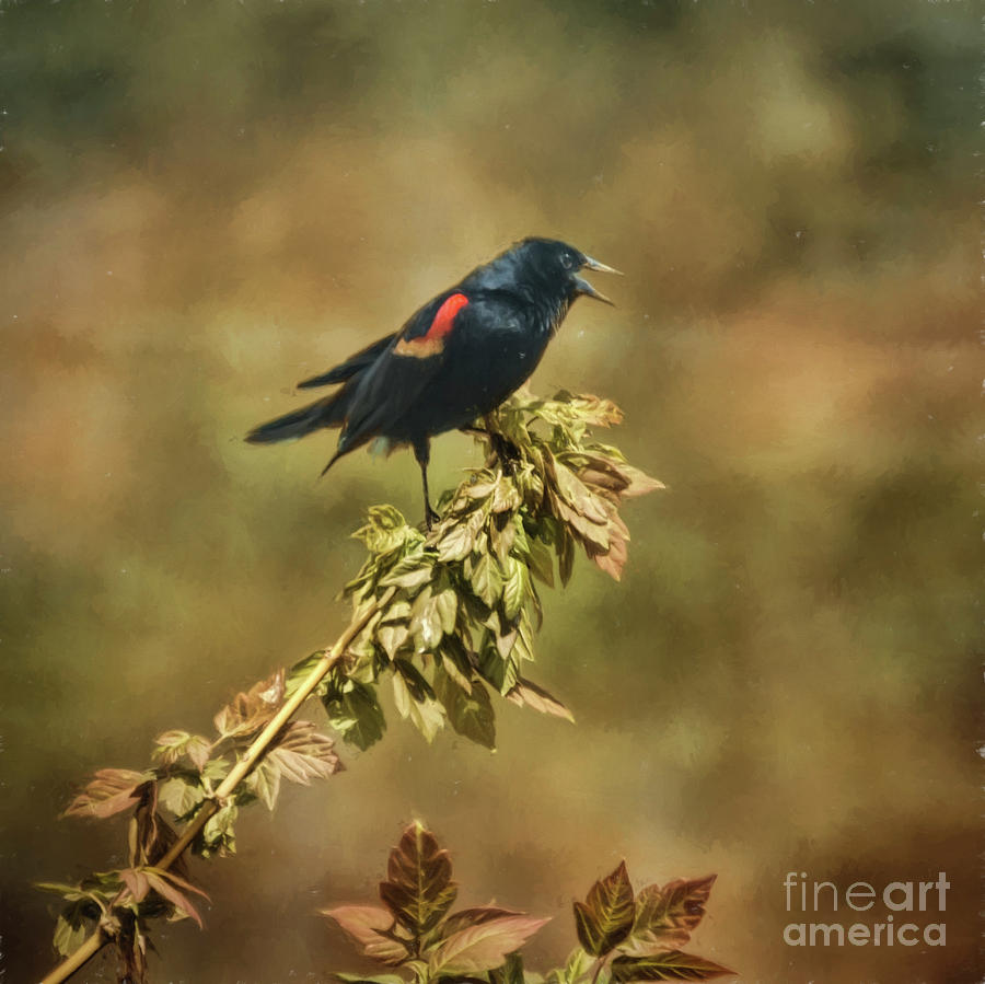 Red Winged Blackbird Painting by Janice Pariza