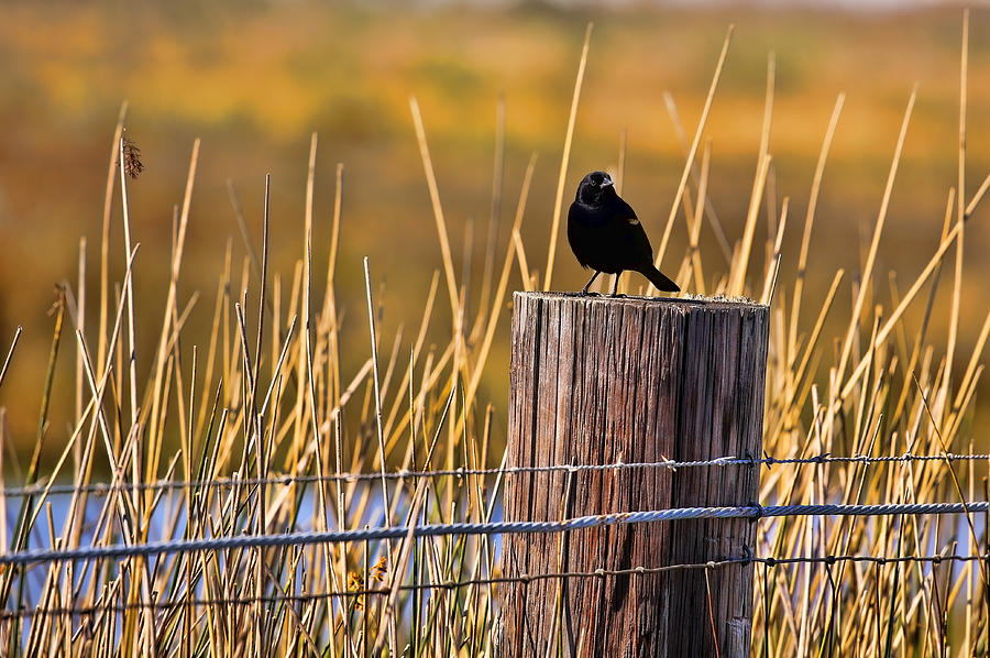 Red-Winged Blackbird Photograph by Judy Vincent