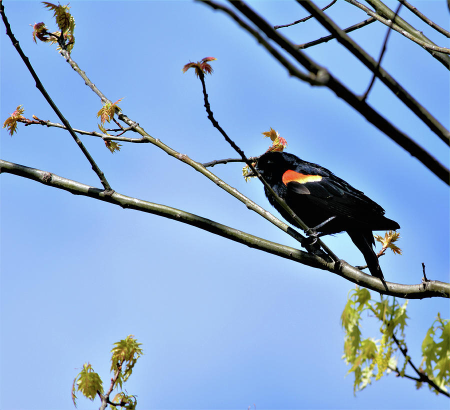Red-winged Blackbird Photograph