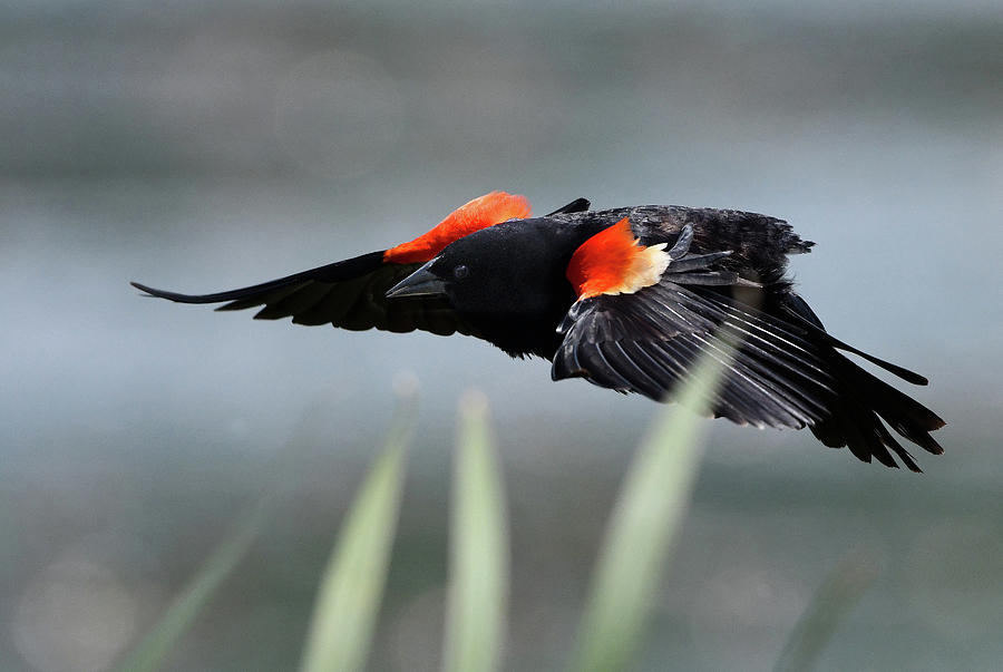 Red-winged Blackbird Photograph by Ken Stampfer