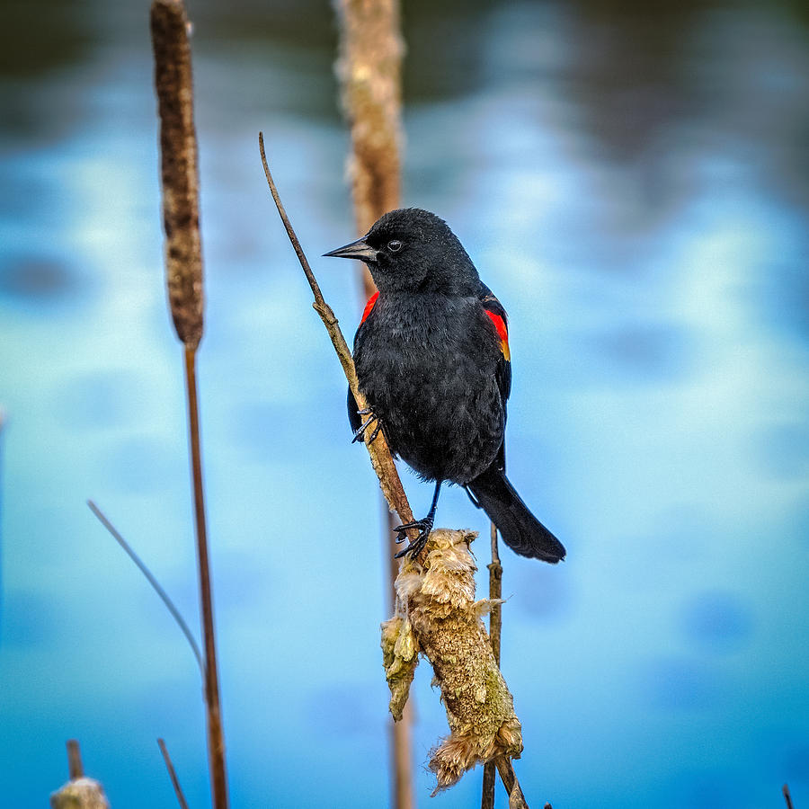 Red-Winged Blackbird Photograph by Ken Stanback