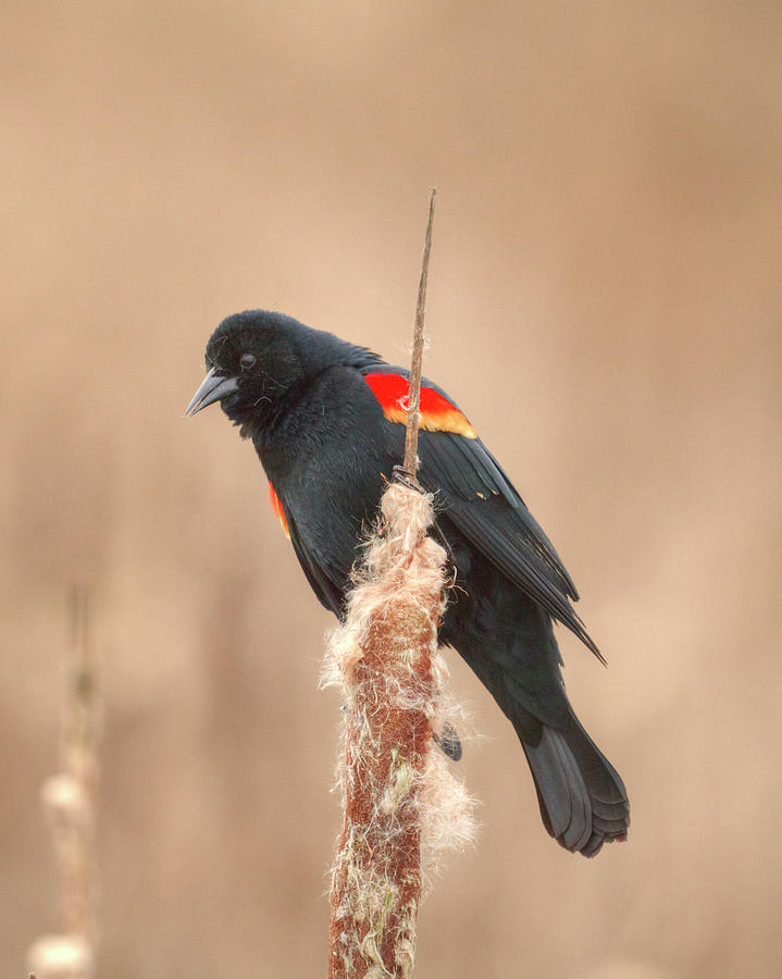 Red-Winged Blackbird Photograph by Kristina Rinell