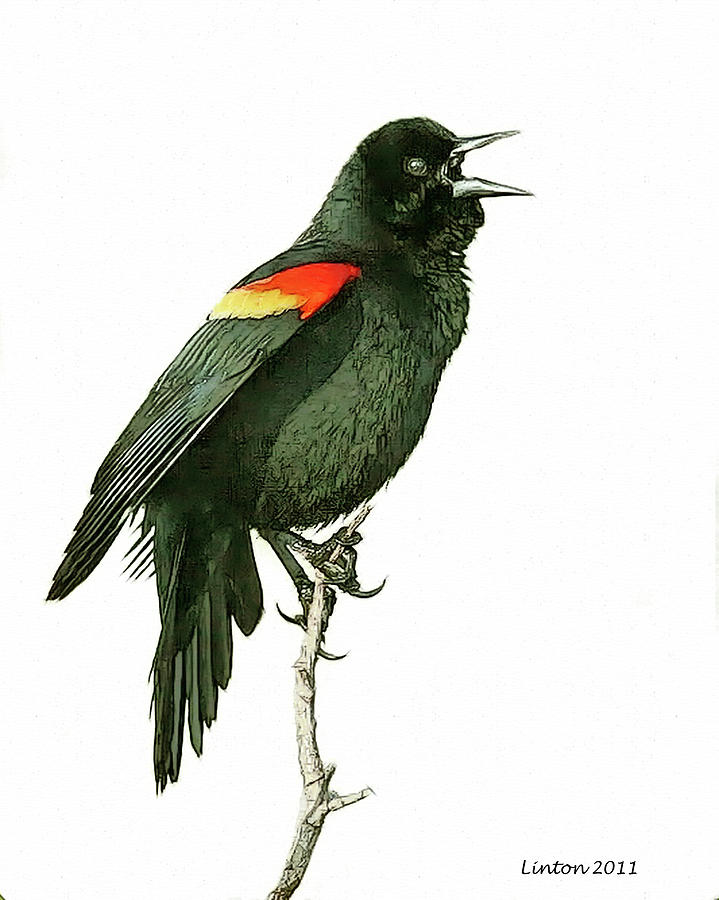 Redwinged Blackbird Digital Art by Larry Linton Fine Art America