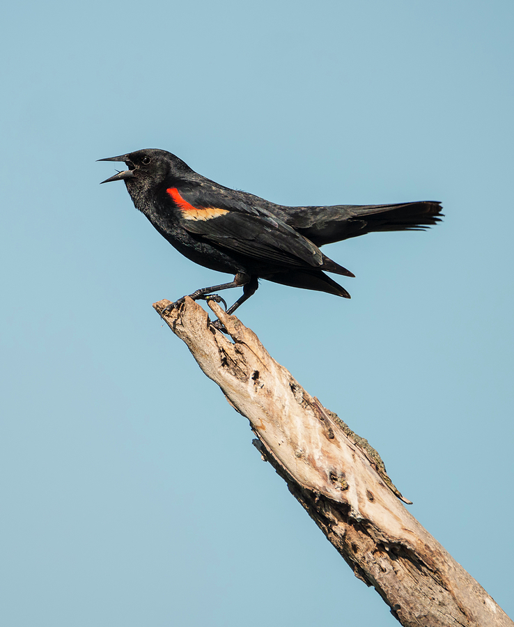 Red-Winged Blackbird Photograph by Loree Johnson