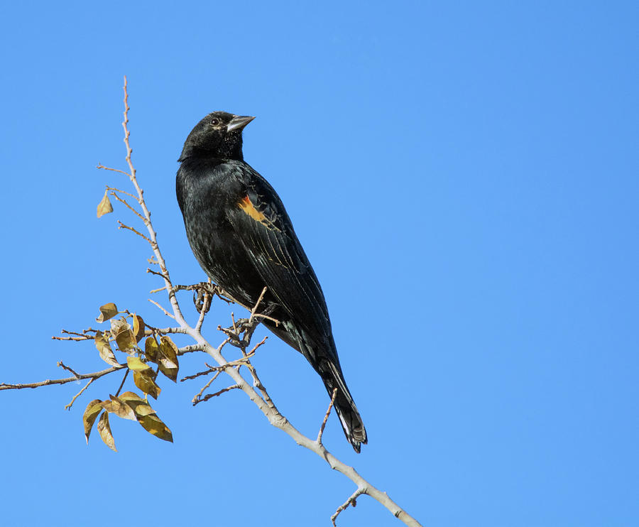 Red-winged Blackbird Male 0959-010518-1cr Photograph by Tam Ryan