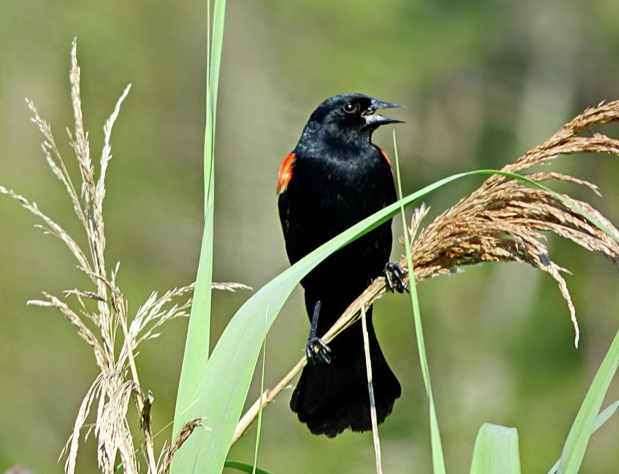 Red-winged Blackbird Male Photograph by Lyuba Filatova