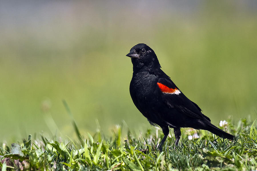 Cuyahoga Valley National Park Photograph - Red-winged Blackbird by Marcia Colelli