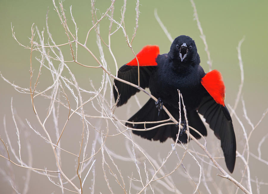 Red-Winged Blackbird Photograph by Max Waugh