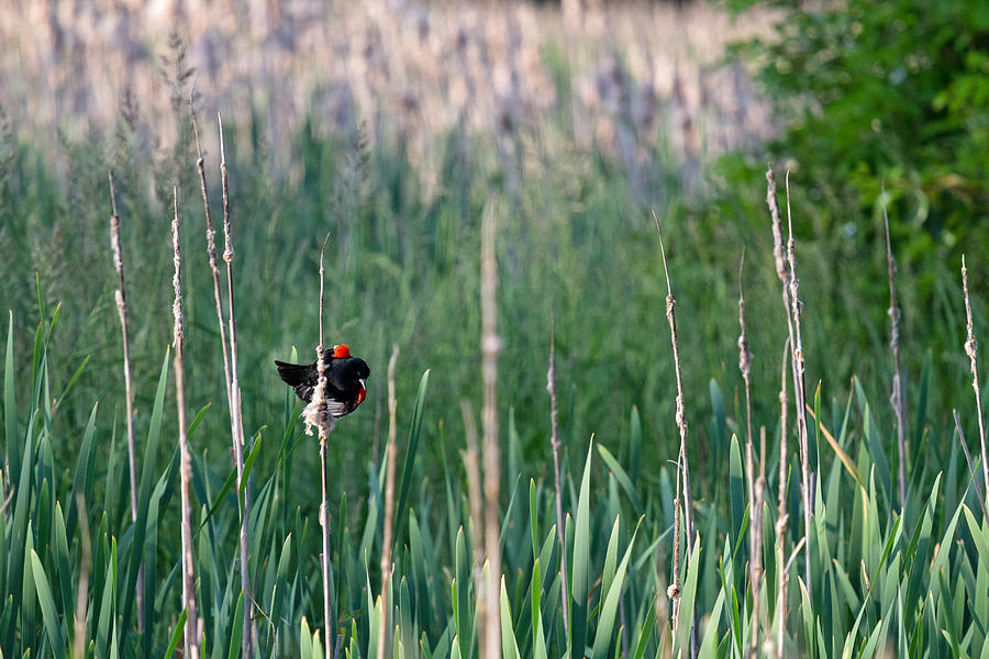 Red-winged Blackbird Photograph by Michael Russell