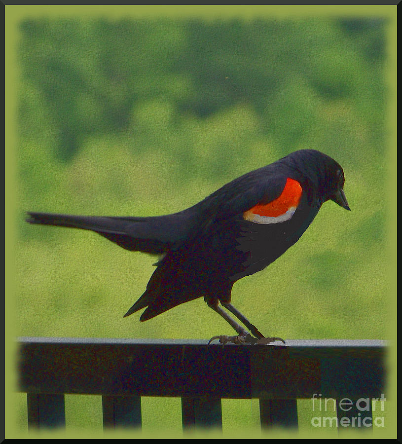 Red-winged Blackbird on a Rail Photograph by Charles Robinson