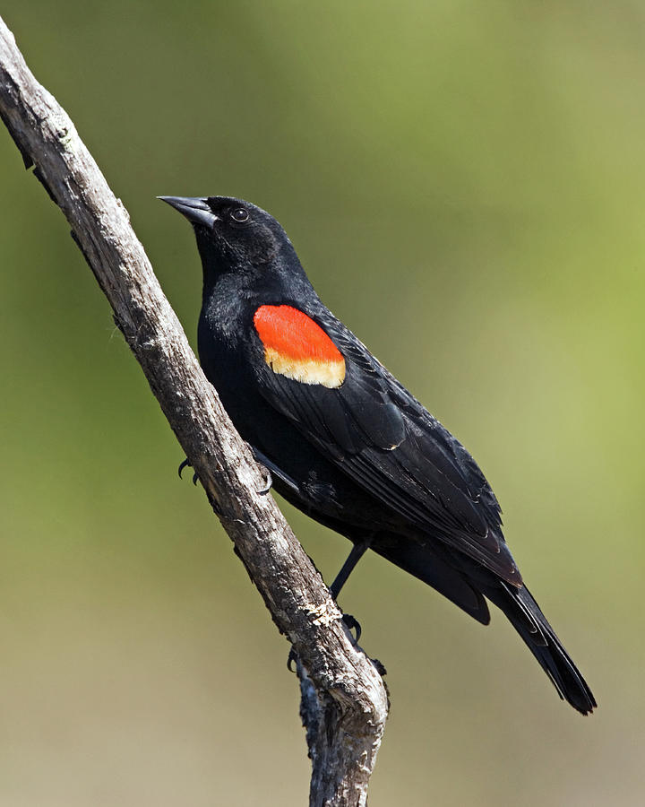 Red Winged Blackbird on a Stick.. Photograph by Randall Ingalls | Fine ...