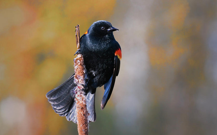 Red Winged Blackbird on Cattail Photograph by John Christopher