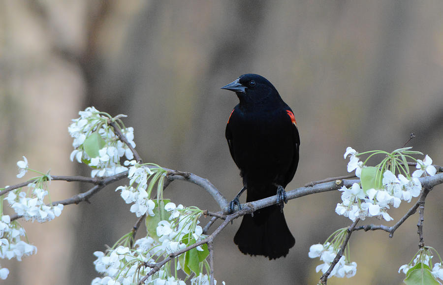 Red Winged Blackbird On Flower Branch 111204252015 Photograph