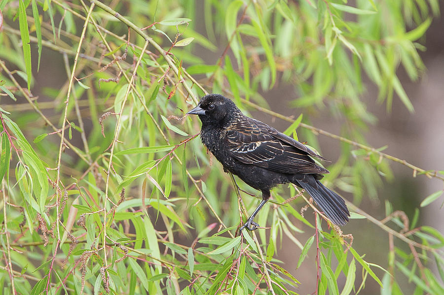 Red-winged Blackbird on Willow Photograph by Ronnie Maum