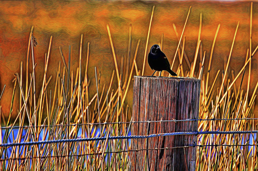 Red-Winged Blackbird Painted Photograph by Judy Vincent