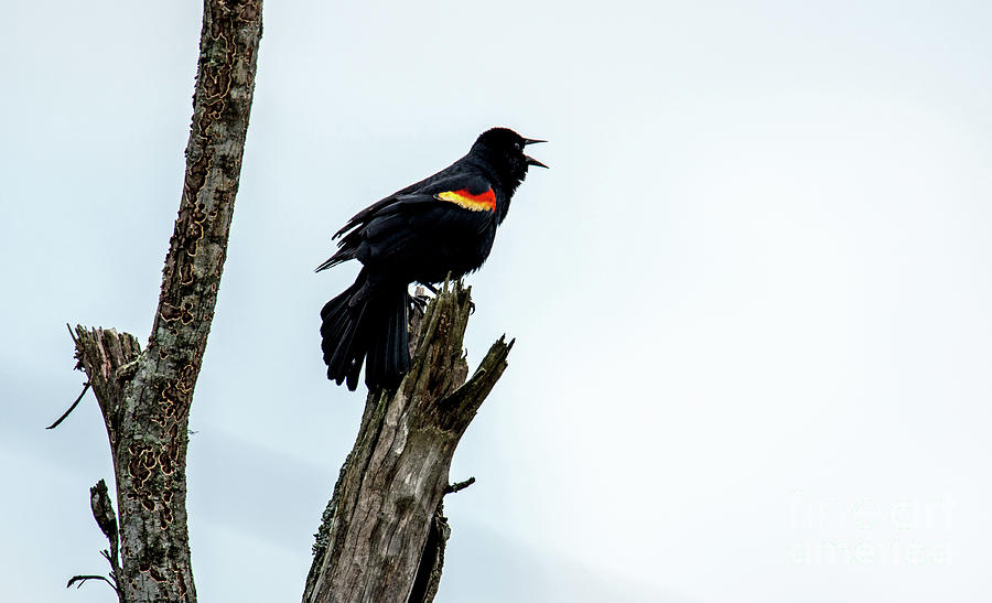Red-Winged Blackbird Photograph by Paul Mashburn