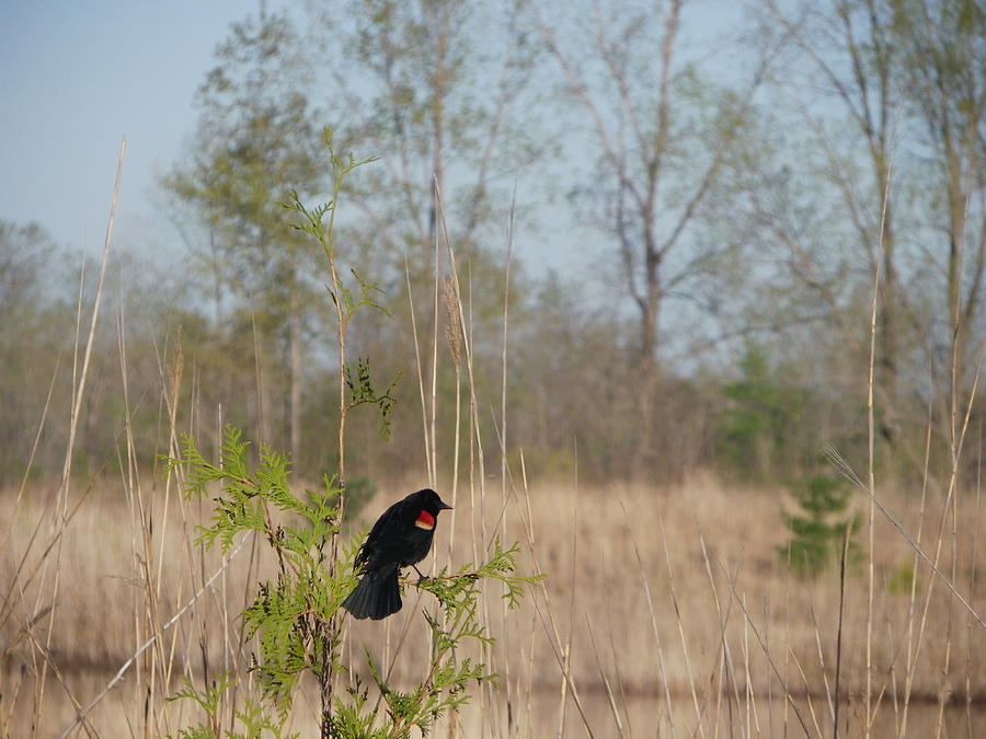 Red-winged Blackbird Photograph by Peggy King